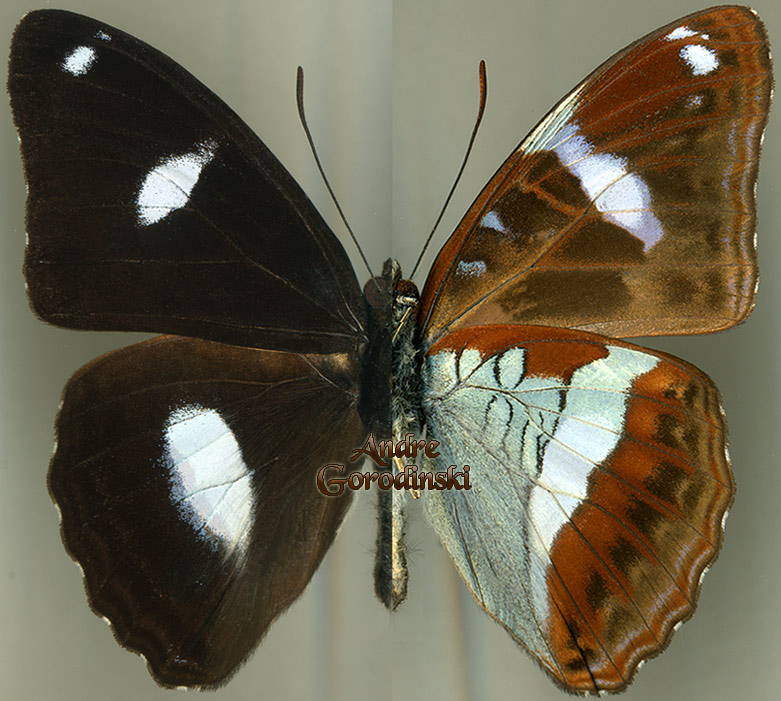 http://www.gorodinski.ru/nymphalidae/Limenitis albomaculata.jpg